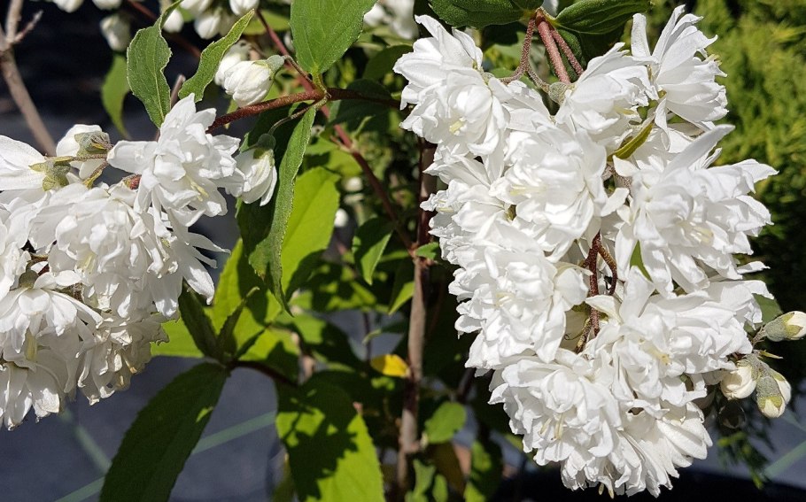 Дейция Альба плена