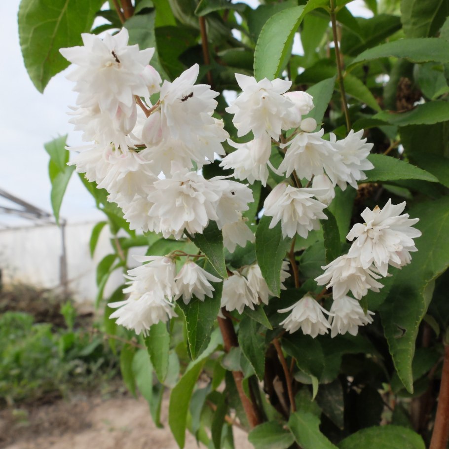 Дейция шершавая махровая