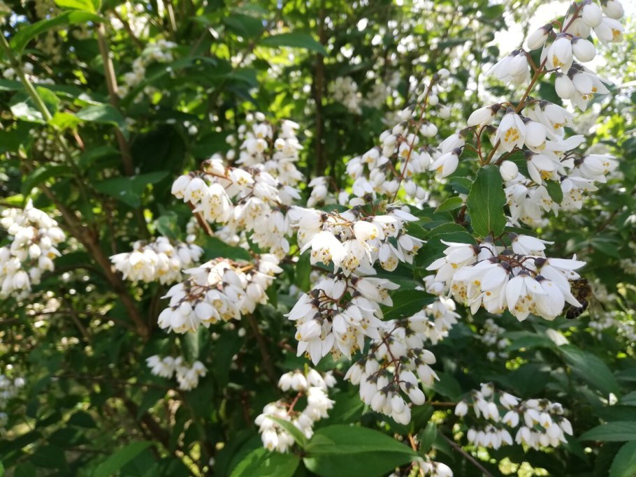 Дейция городчатая