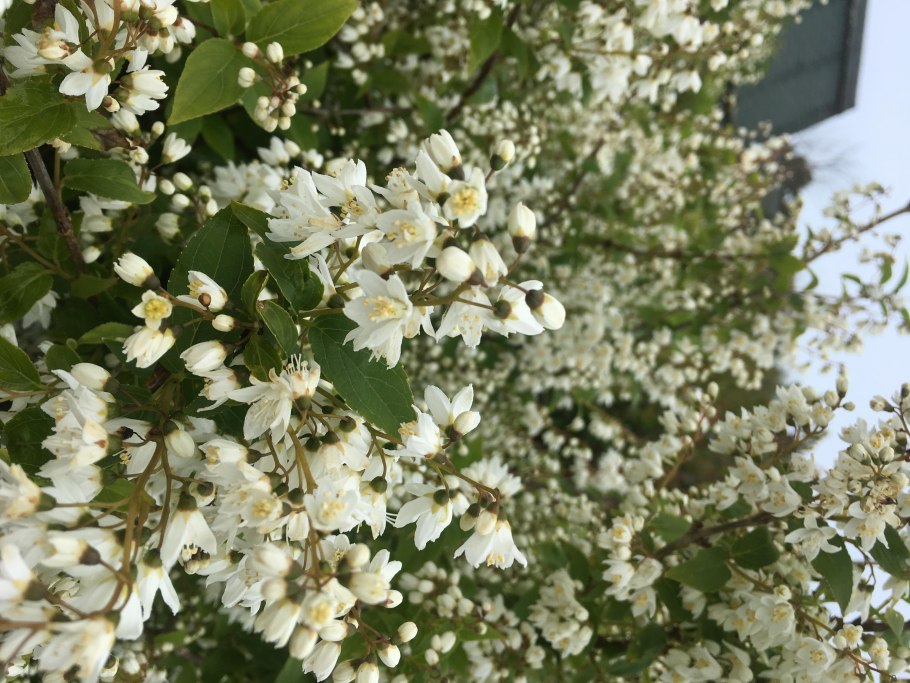 Дейция Магнифика