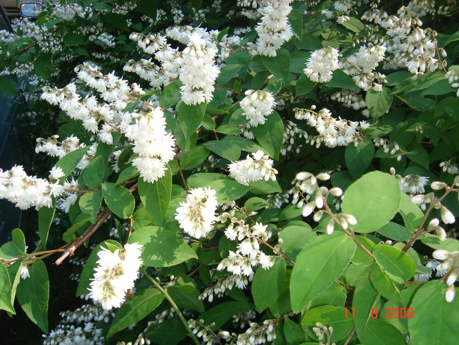 Дейция шершавая белая