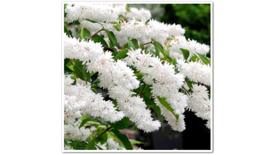 Дейция Магнифика