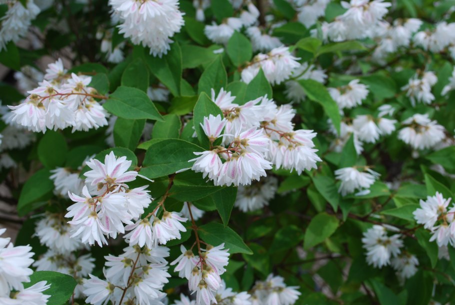 Дейция шершавая Прайд оф Рочестер