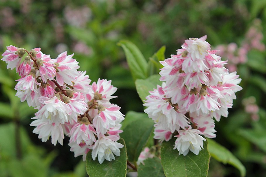 Дейция Прайд