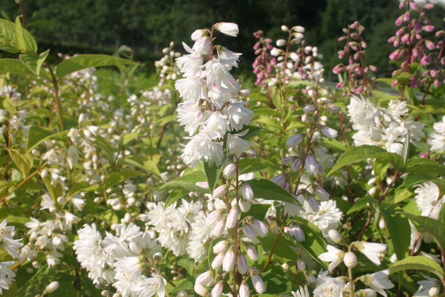 Дейция Скабра