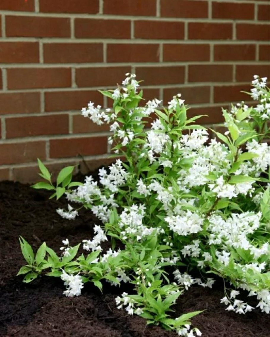 Дейция кустарник махровая