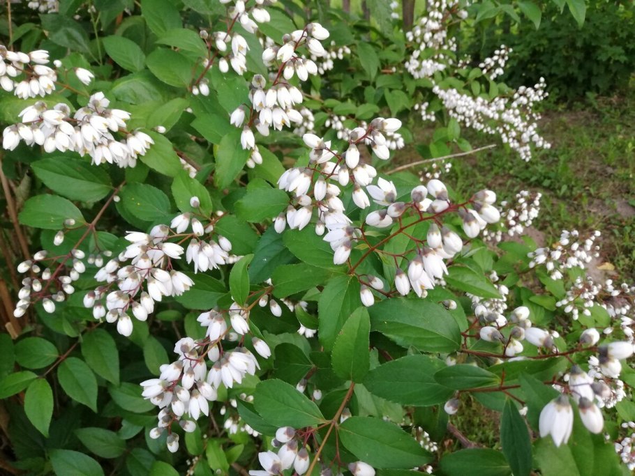 Дейция изящная осенью