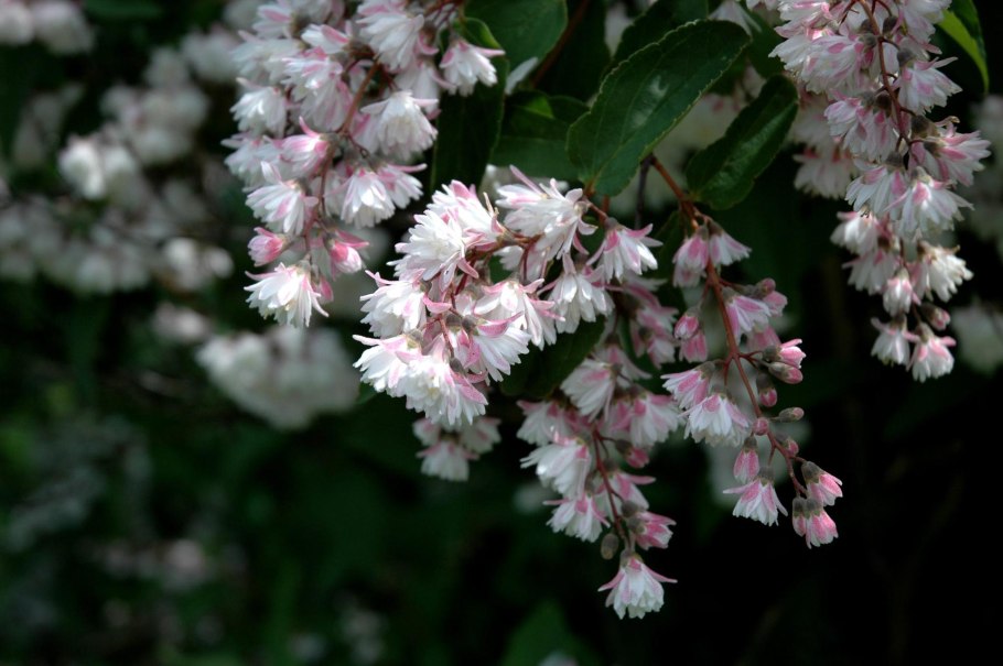 Дейция candidissima