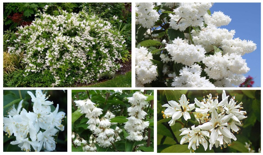 Дейция Юки Сноуфлейк