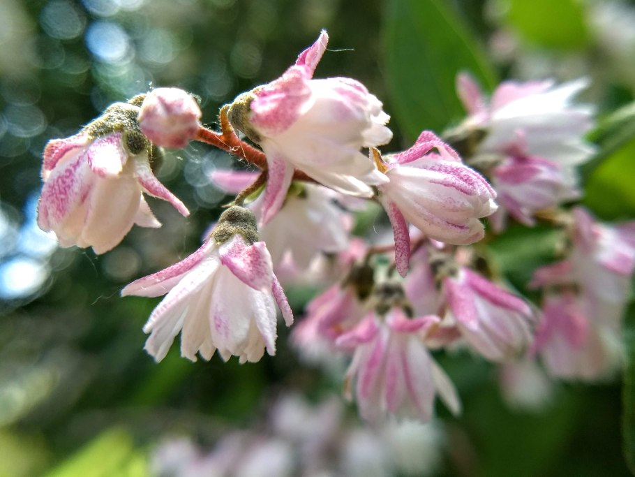 Дейция Кодселл Пинк