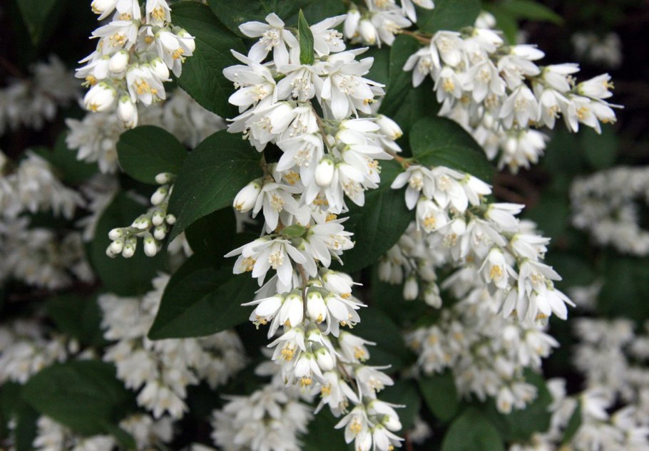 Дейция Вильморена