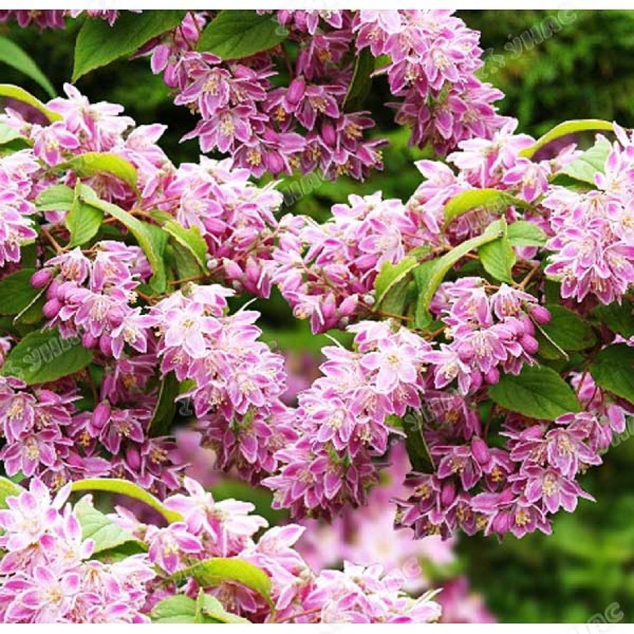 Дейция гибридная Строберри Филдс