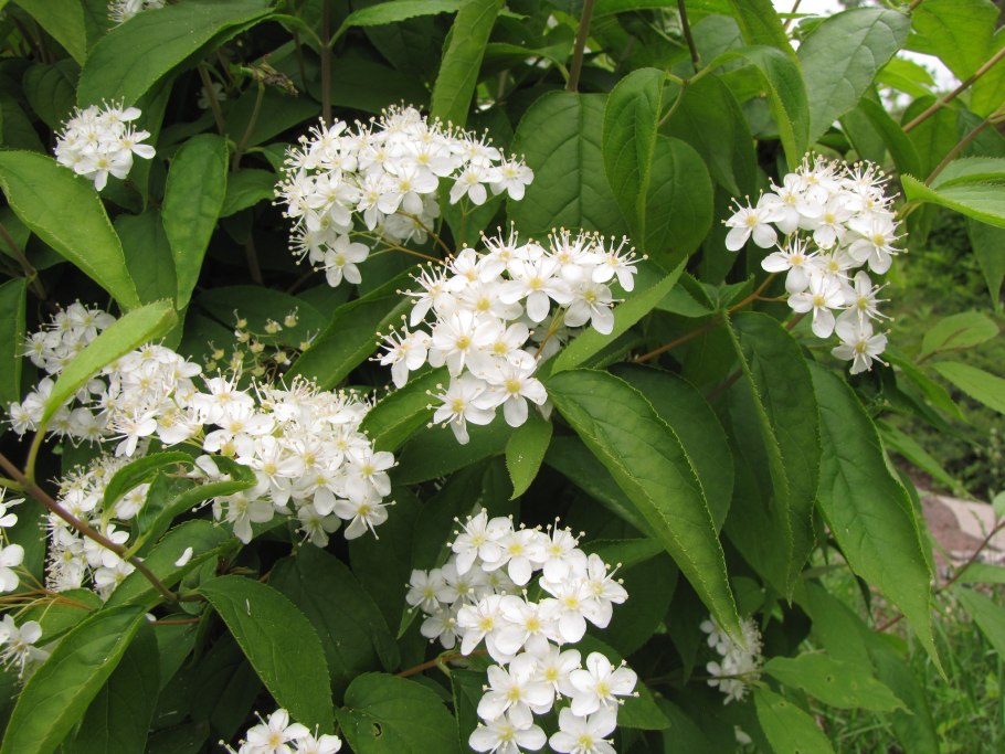 Дейция гладкая Deutzia glabrata kom