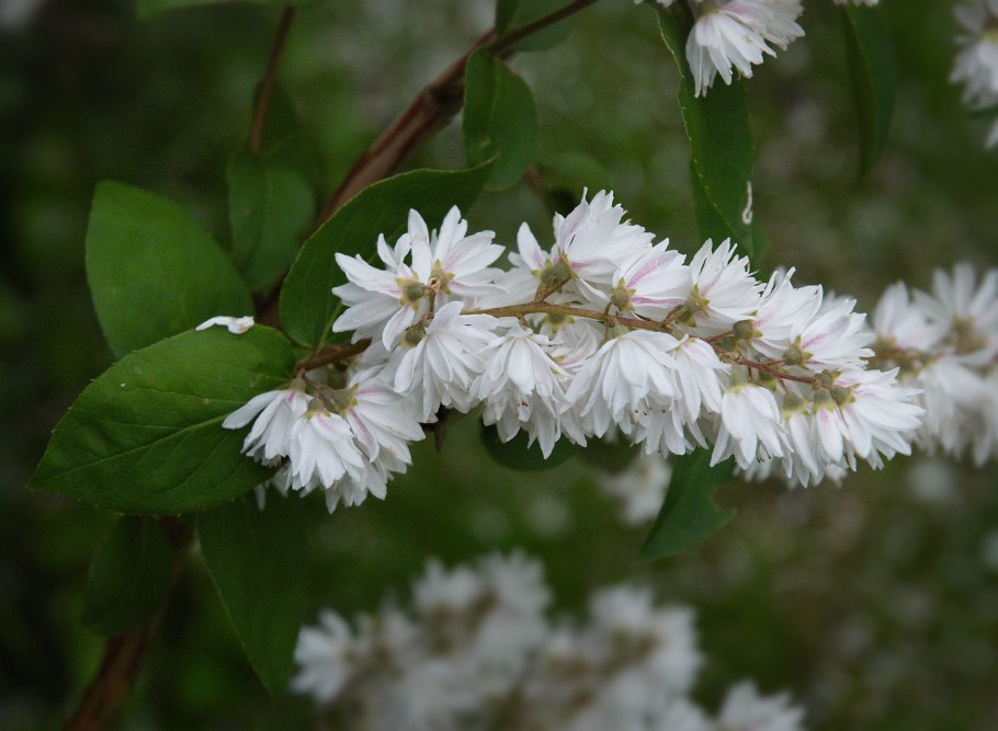 Дейция шершавая Deutzia scabra Plena