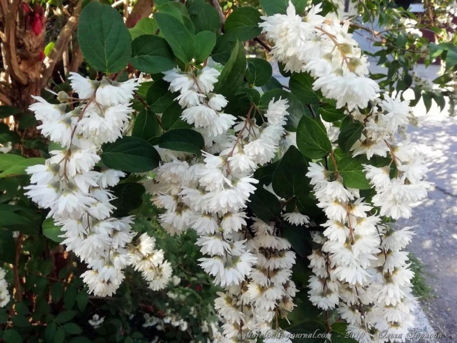 Дейция шершавая Прайд Рочестер