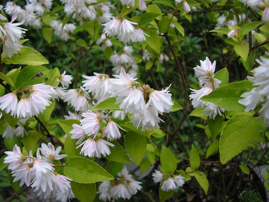 Дейция Вильморена