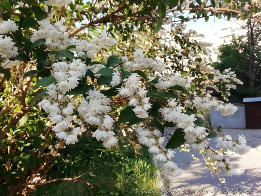 Дейция скарба Кандидиссима