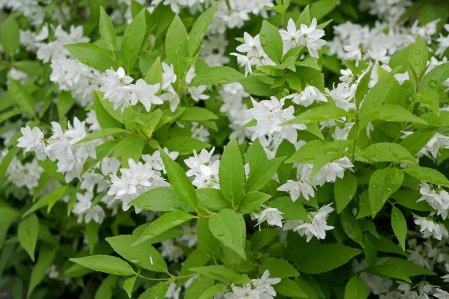 Дейция изящная кустарник