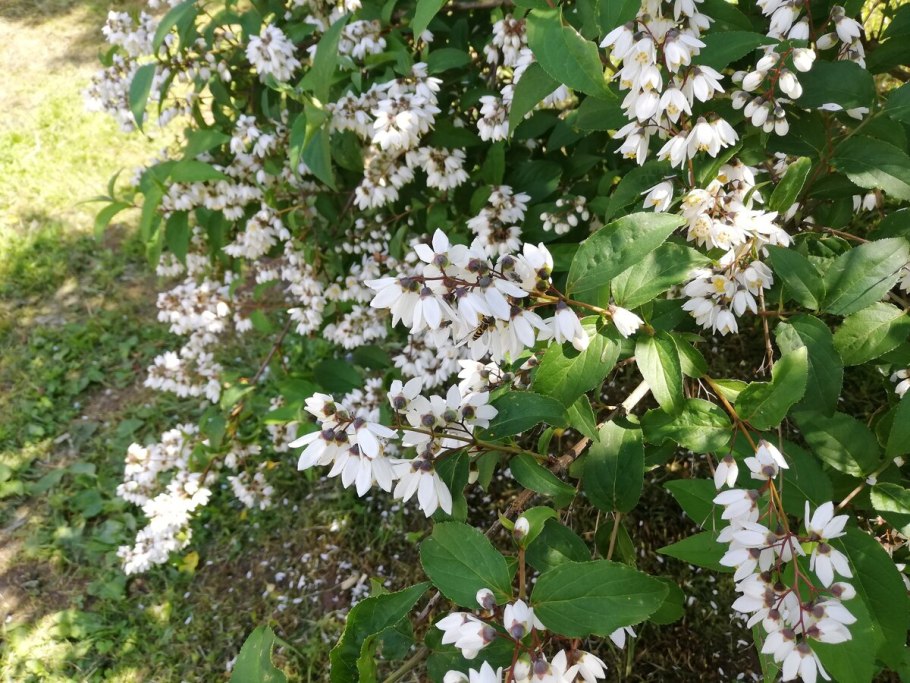 Гортензия дейция