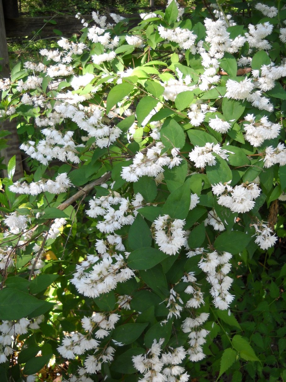 Дейция шершавая candidissima