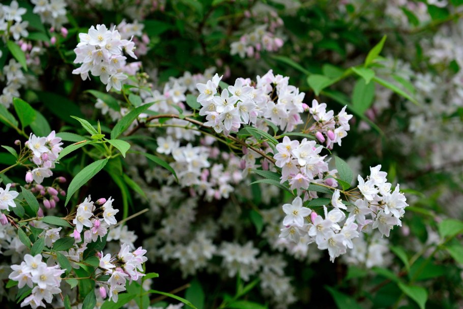 Дейция Кампанулата