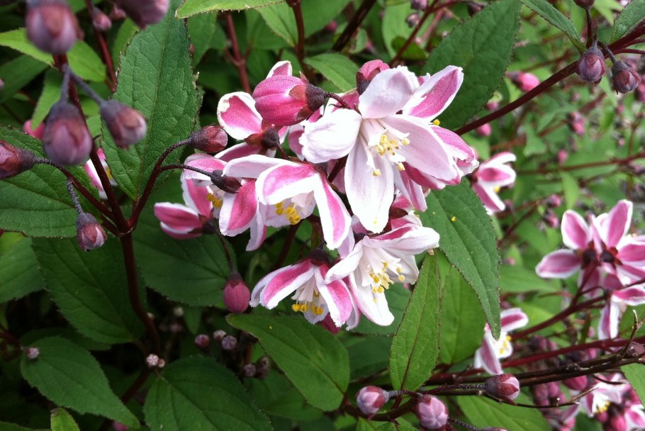 Дейция мраморная