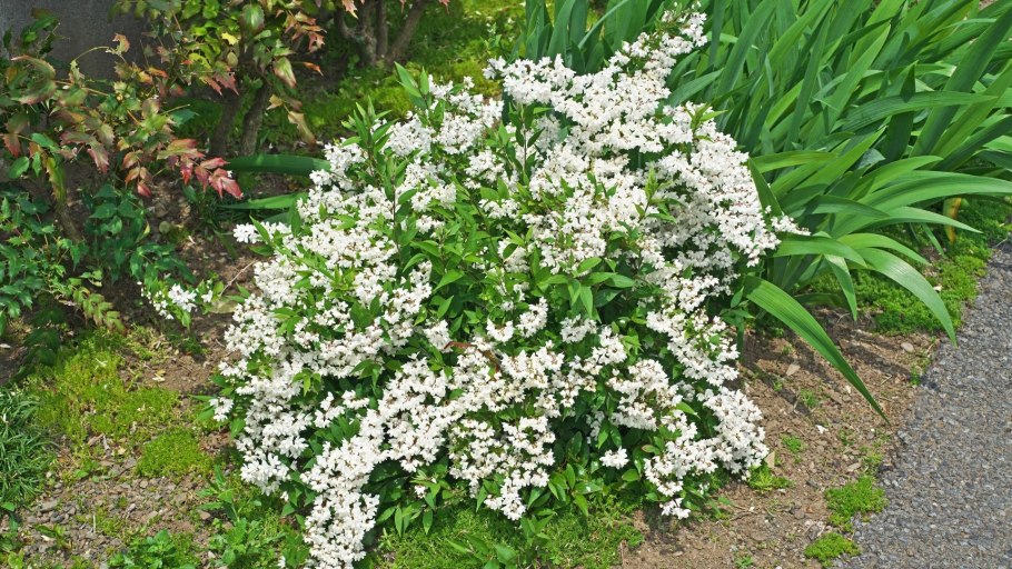 Дейция Мона Лиза