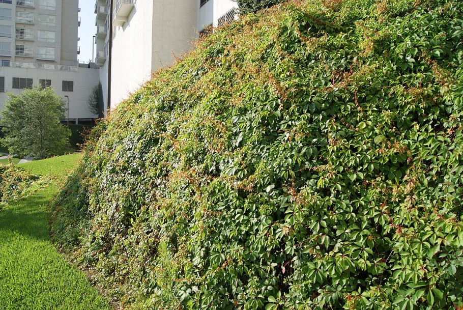 Девичий виноград почвопокровный