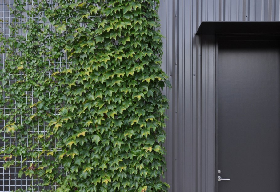 Живая изгородь (виноград + плющ) (Аэлита)