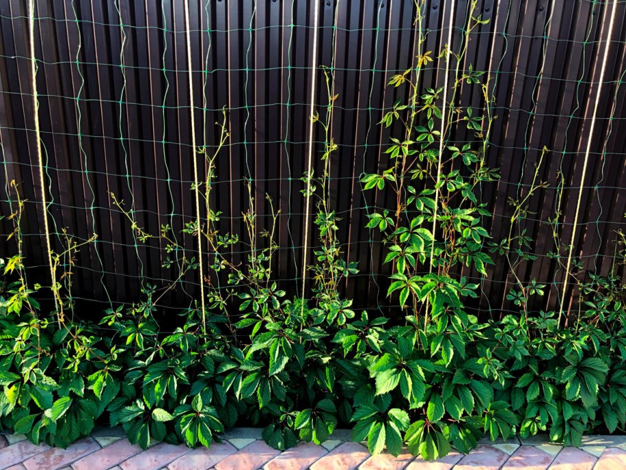 Сад натургарден