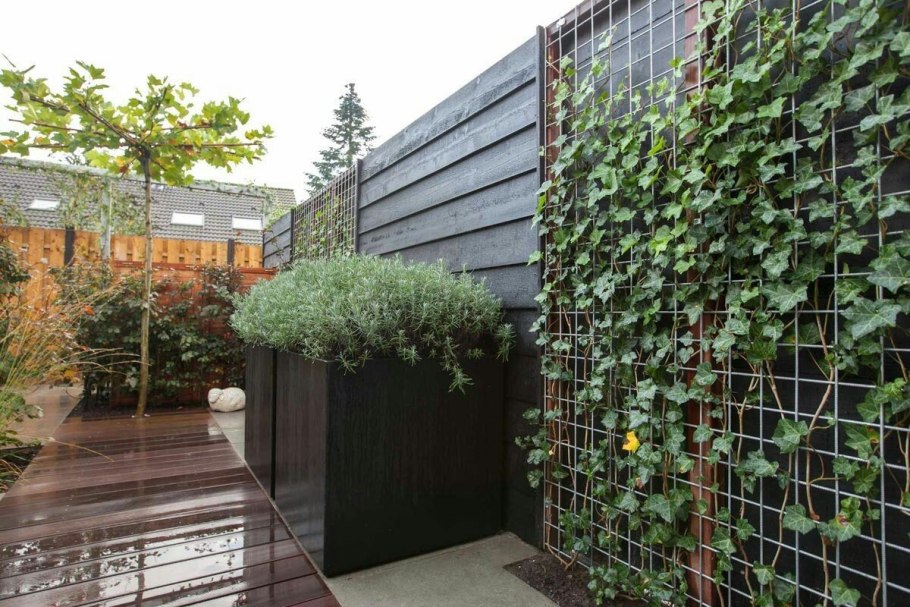 Какие вредители у девичьего винограда пятилистного