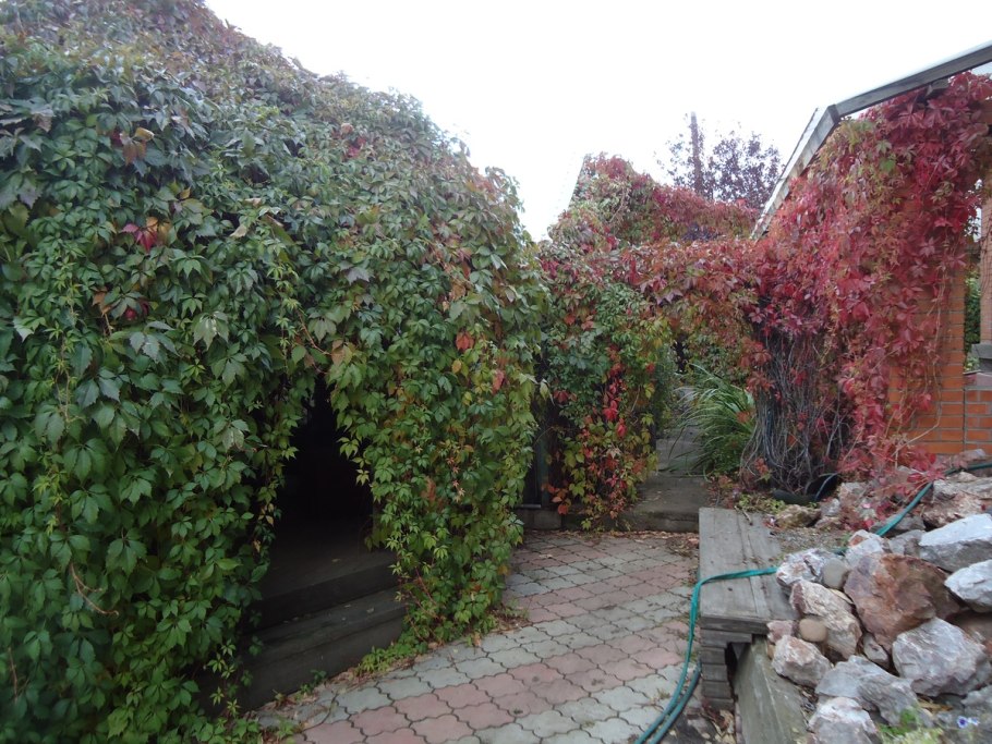 Виноград плющ