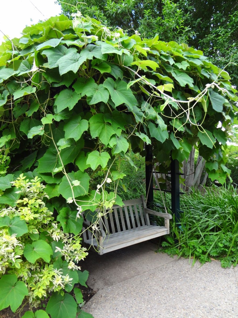 Ива плакучая в ландшафтном