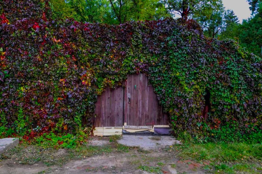 Плющ Хедера Живая изгородь