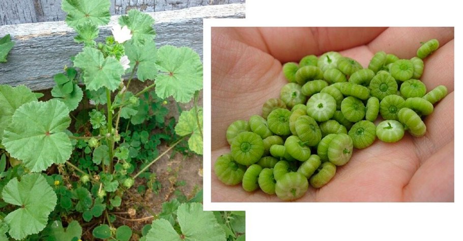 Сорняк портулак огородный