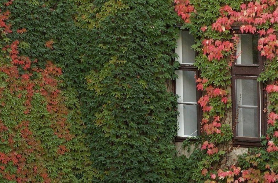 Тутанхамон канабис аутдор