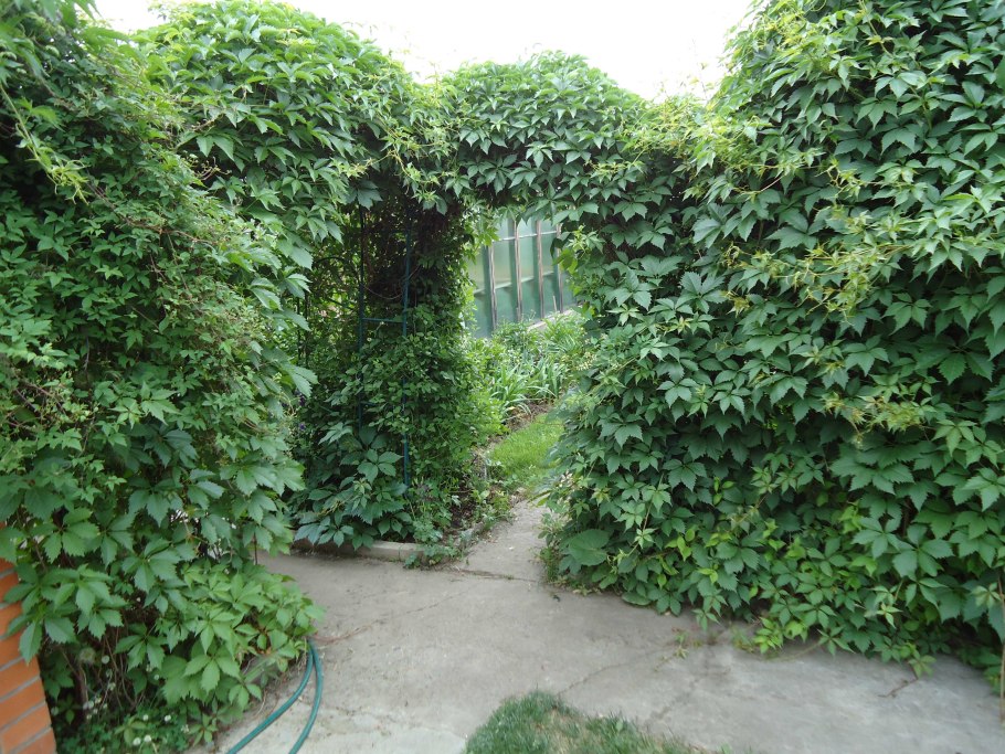 Всходы девичьего винограда