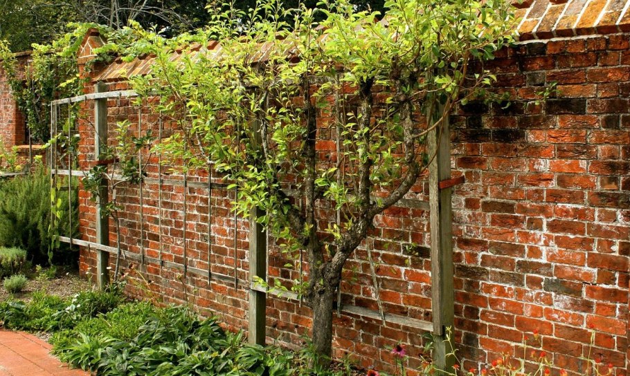 Шток роза в палисаднике