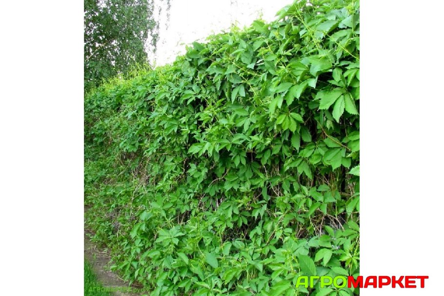 Девичий виноград пятилисточковый