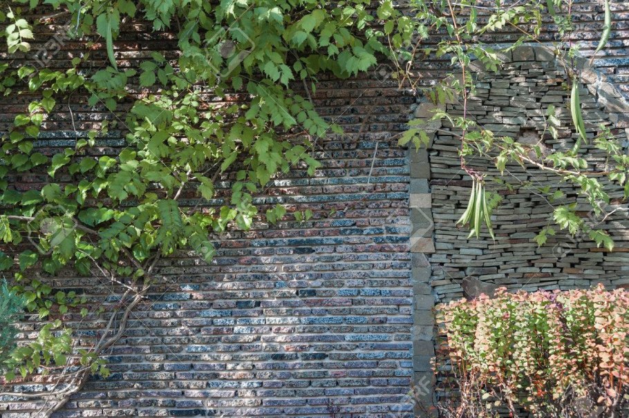 Плющ Хмель Вьюнок