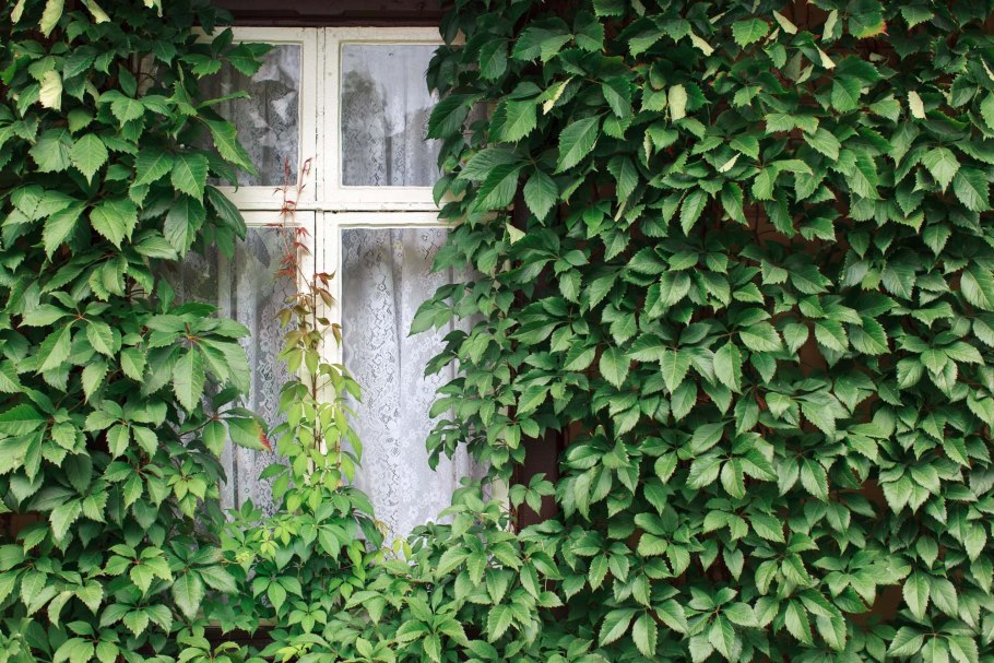 Девичий виноград Дон Жуан