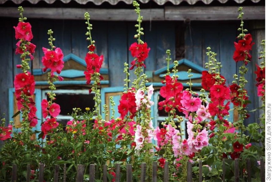 Ботанический сад джунгли