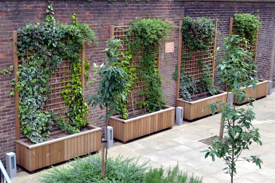 Шпалера для актинидии