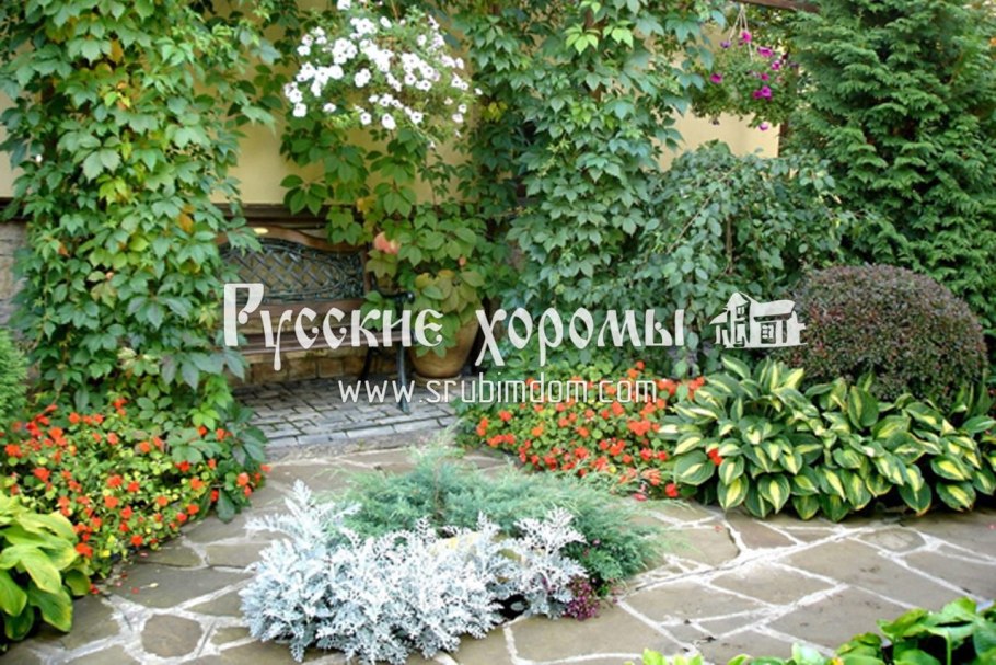 Девичий виноград пятилисточковый плоды