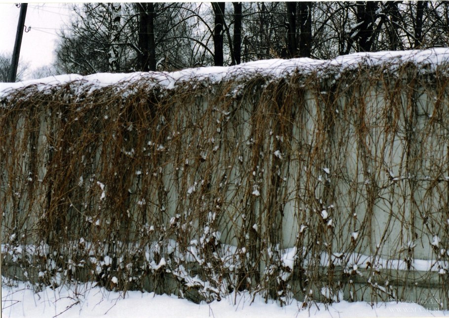 Рябина обыкновенная август парк