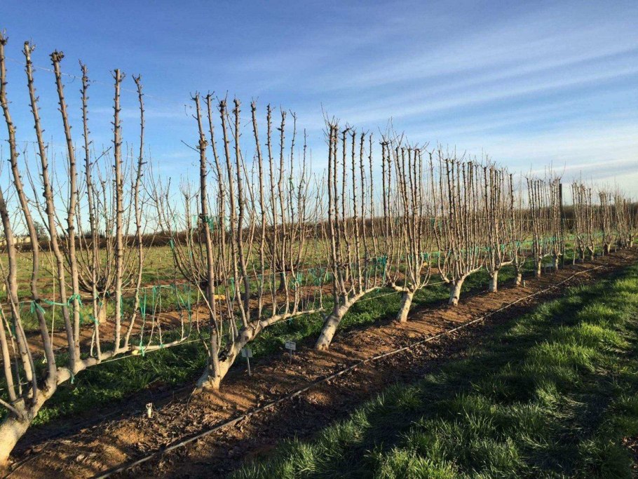 Физкультминутка деревья для дошкольников