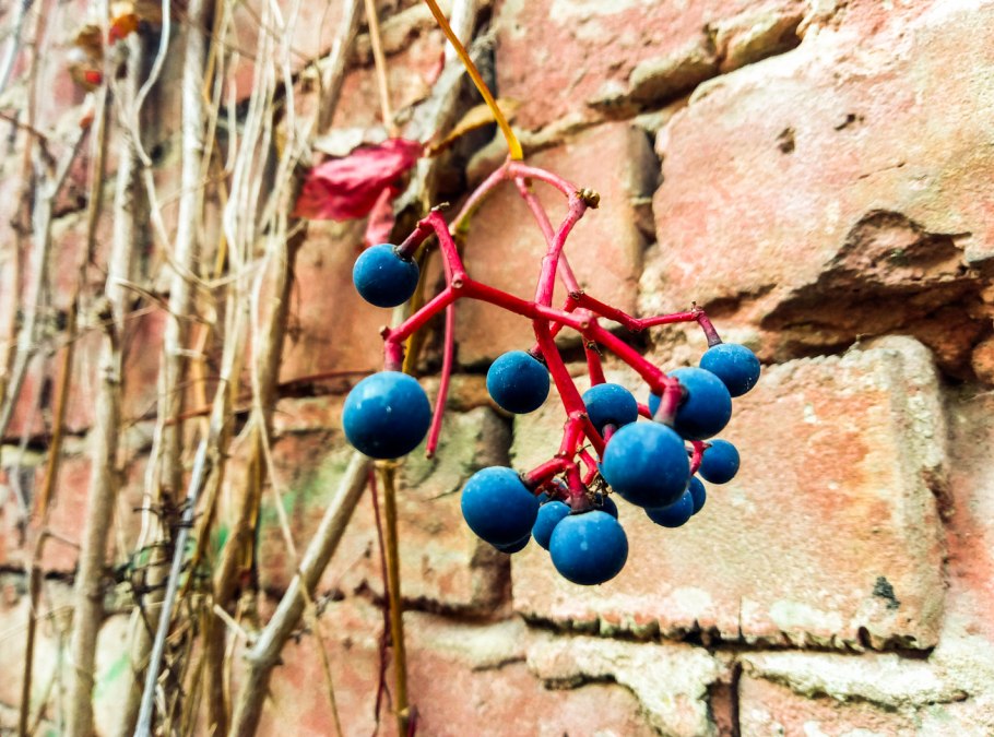 Формировка черешни УФО