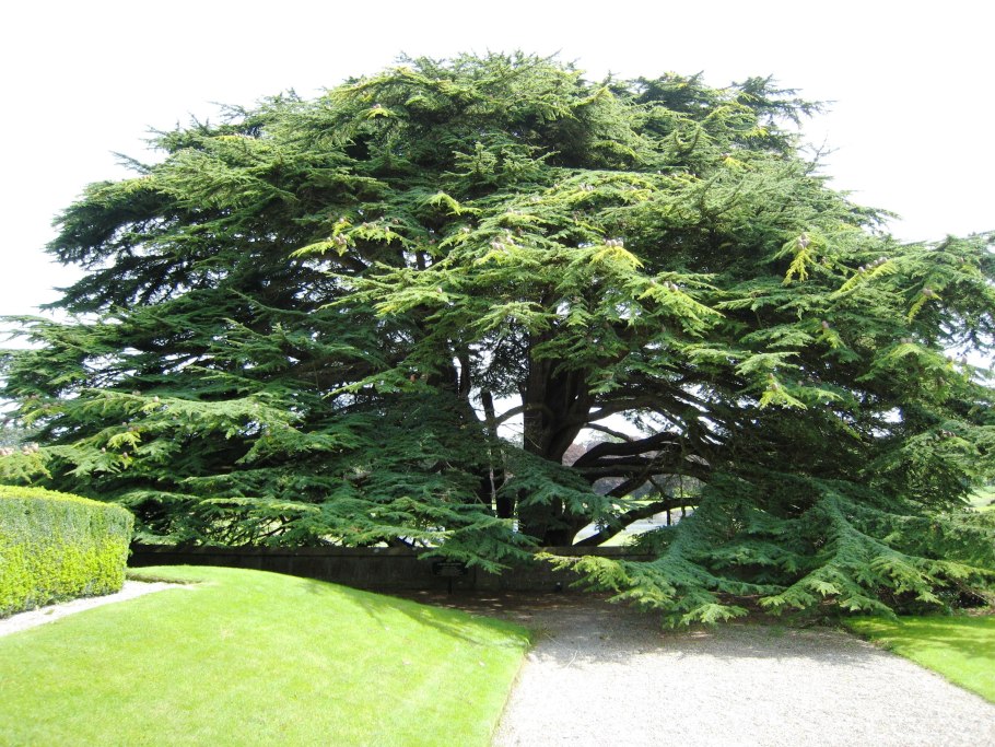 Cedrus libani sargentii