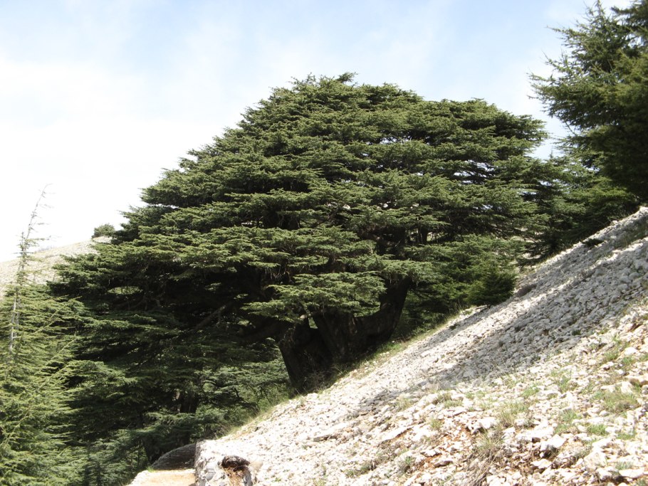 Греция Хриси диванскийкедр