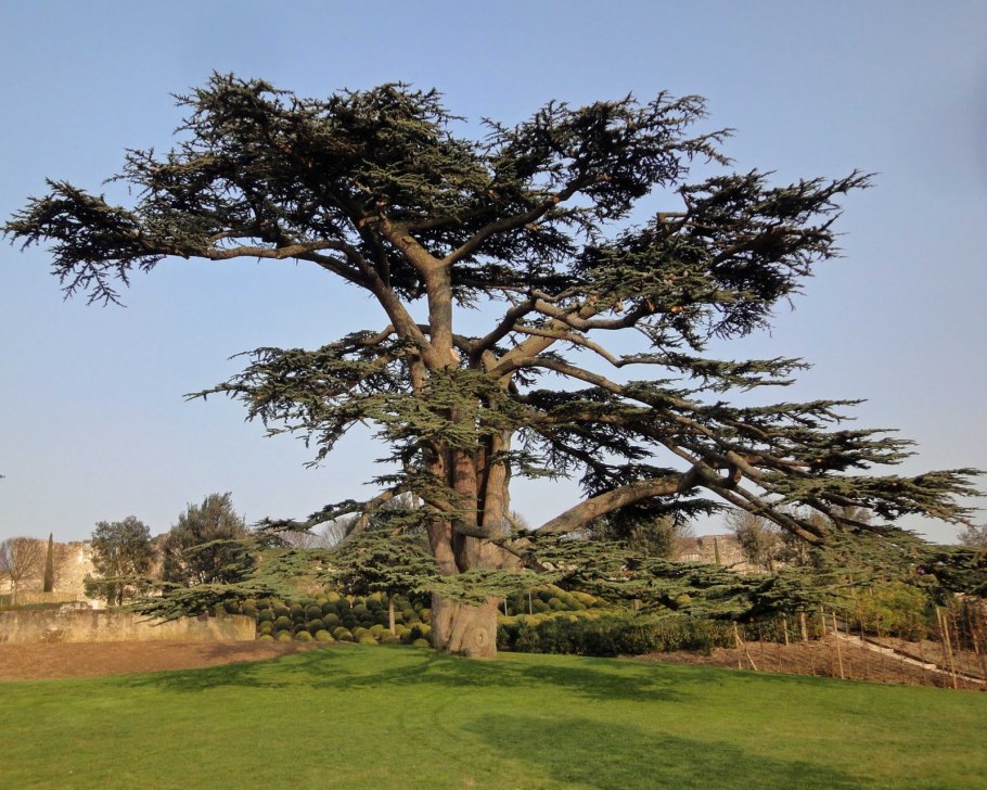 Кедр ливанский дерево